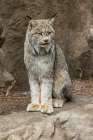 Canada lynx. Art Print